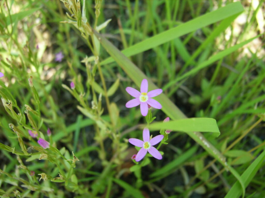ハナハマセンブリの花