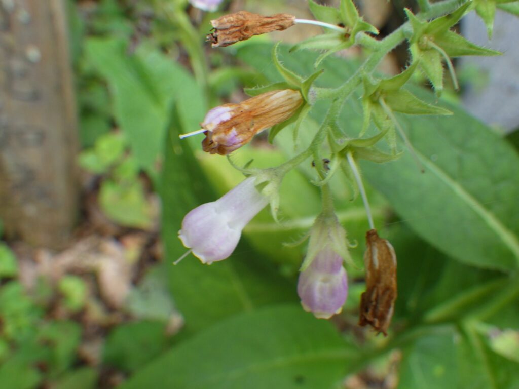 Comfrey flower: The top flower's corolla is drooping.