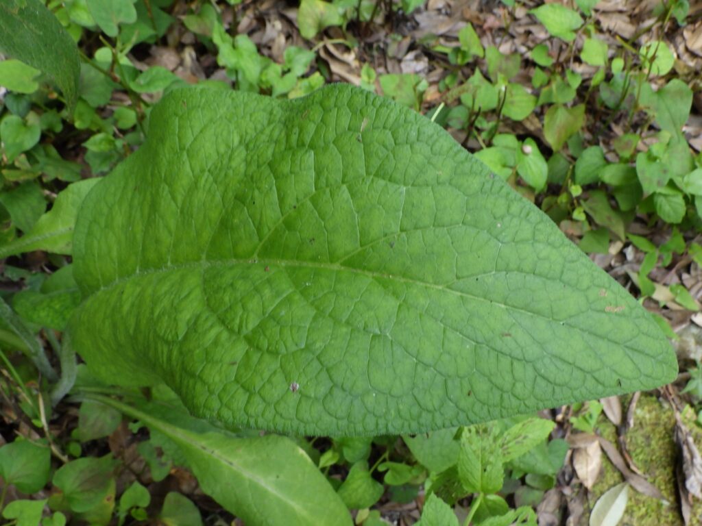 Lower leaves of comfrey