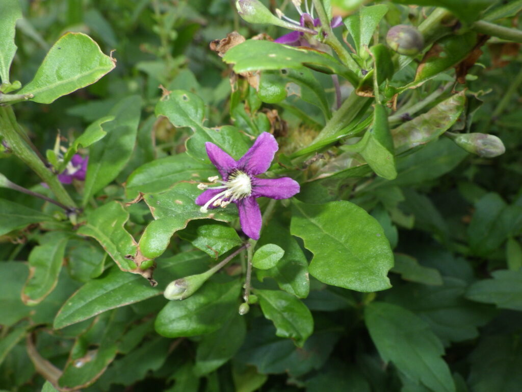 クコの花
