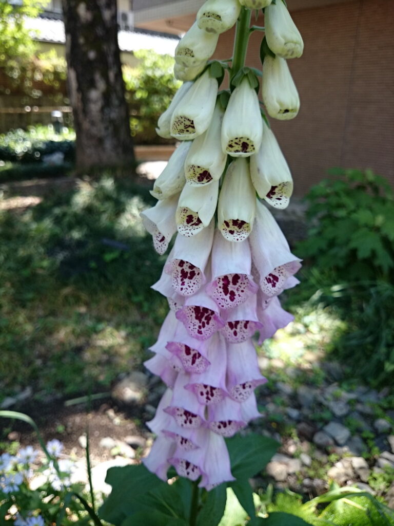 Digitalis flower