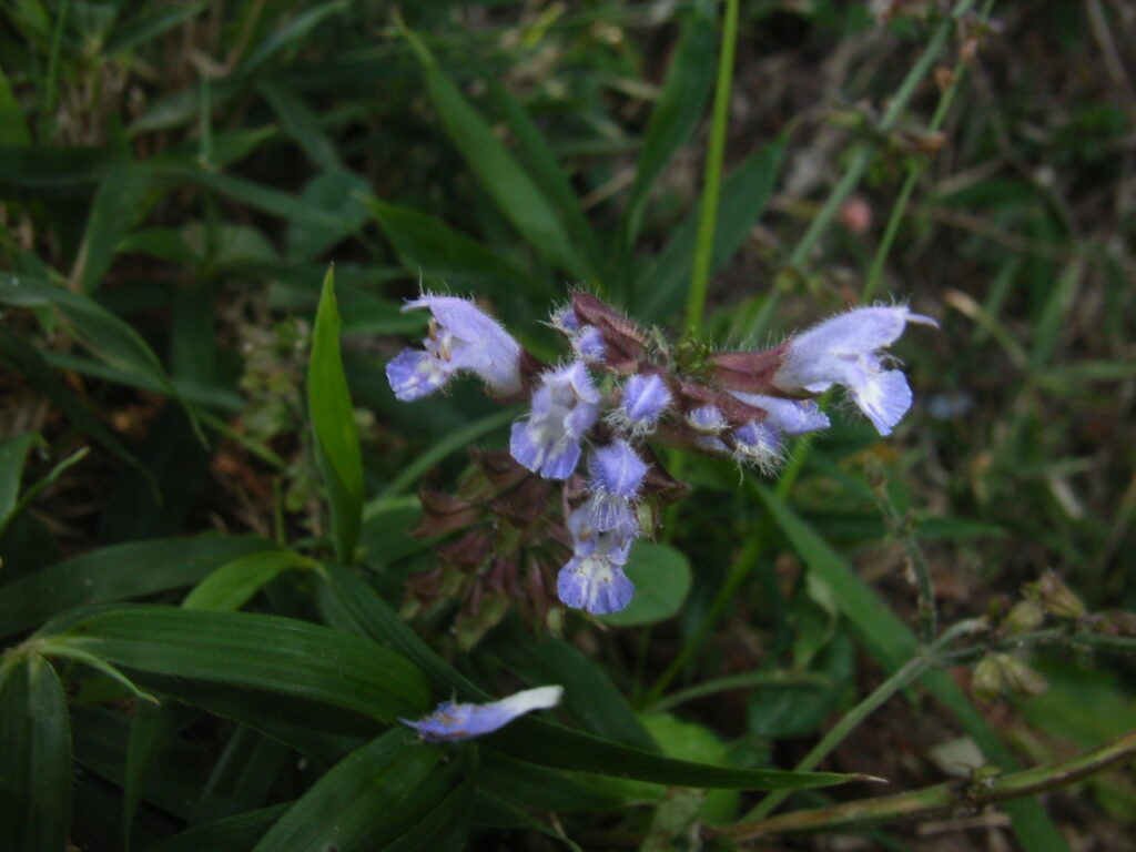 アキノタムラソウの花