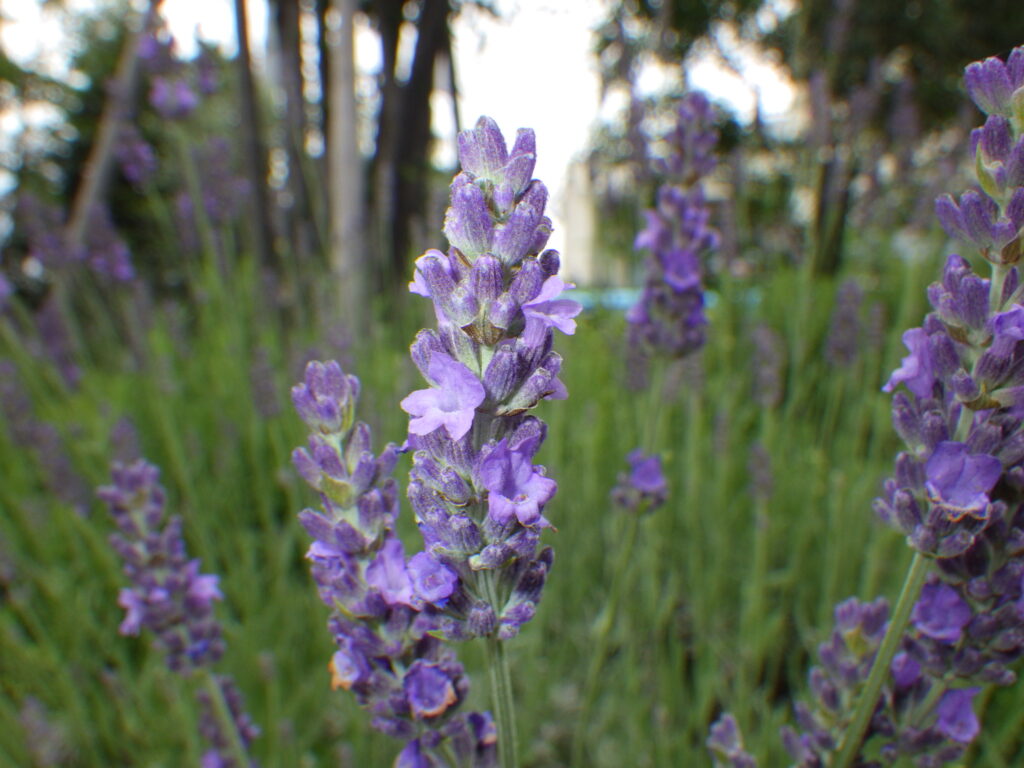 イングリッシュラベンダーの花