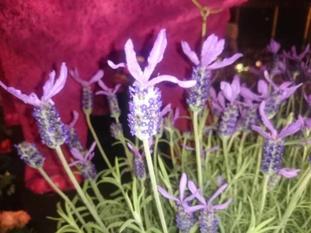 フレンチラベンダーの花