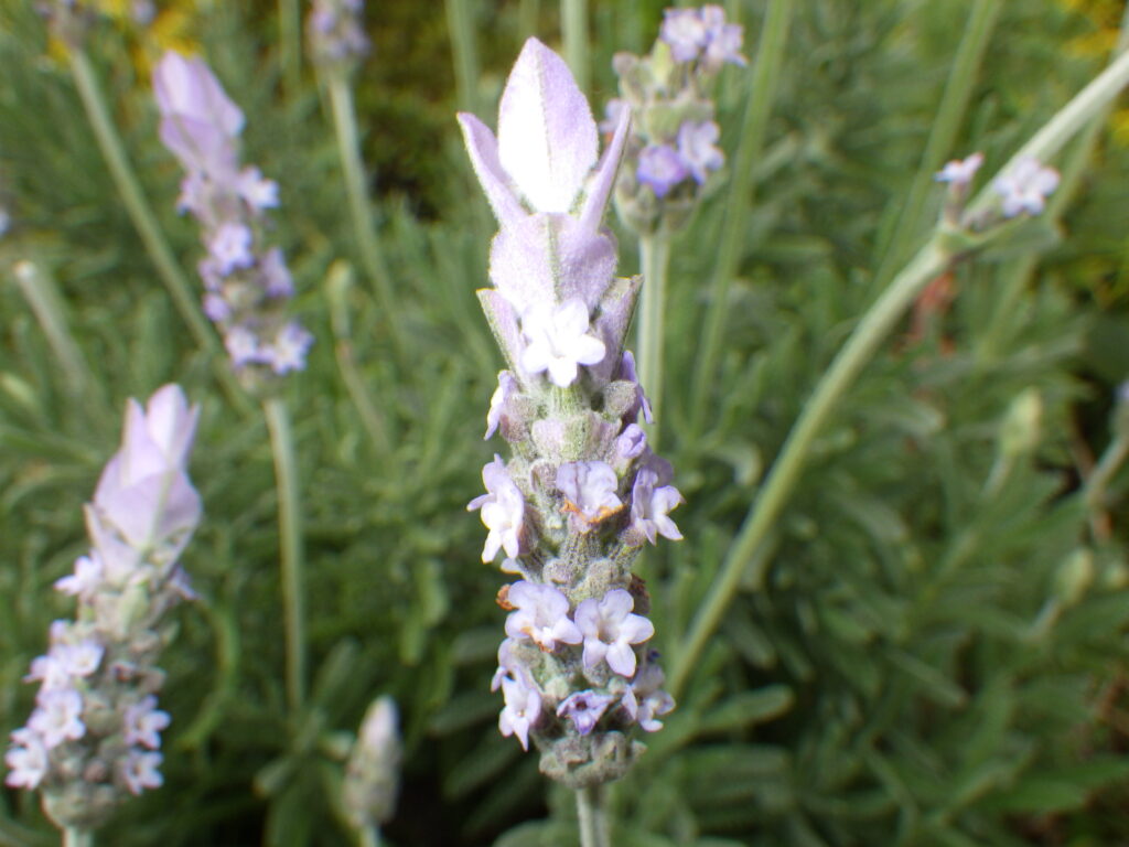 デンタータラベンダーの花