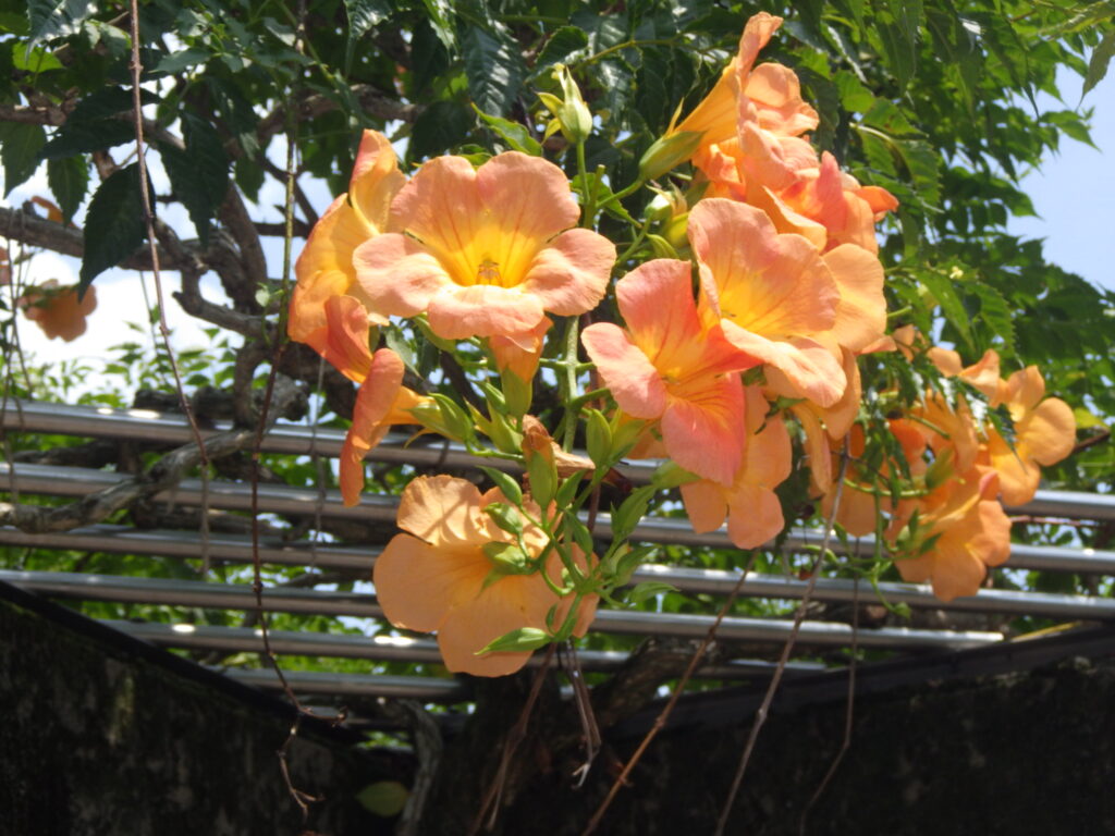 Trumpet vine flower: The flower tube is short.