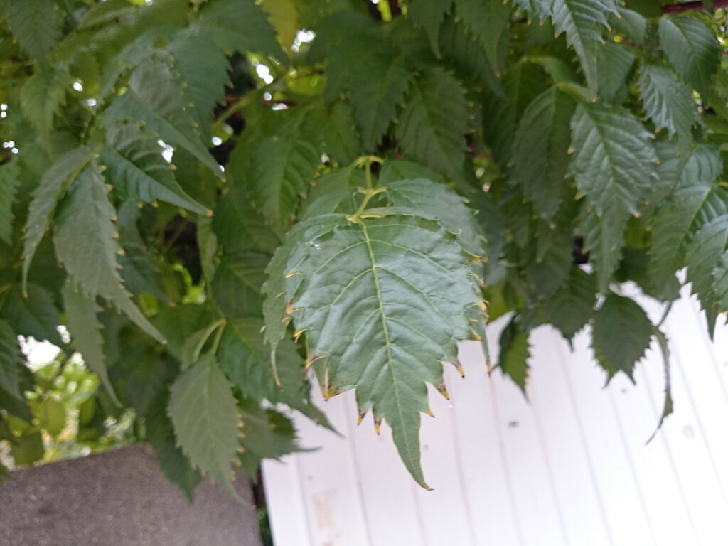 Trumpet vine leaves
