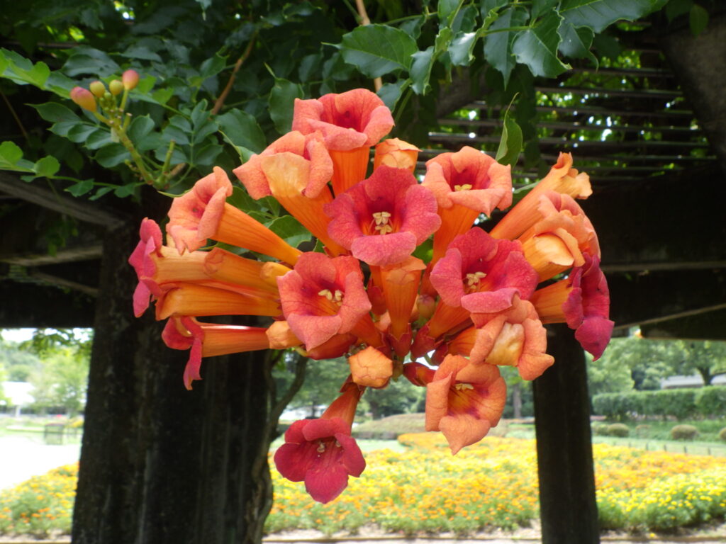 American trumpet vine flower: The flower tube is long.
