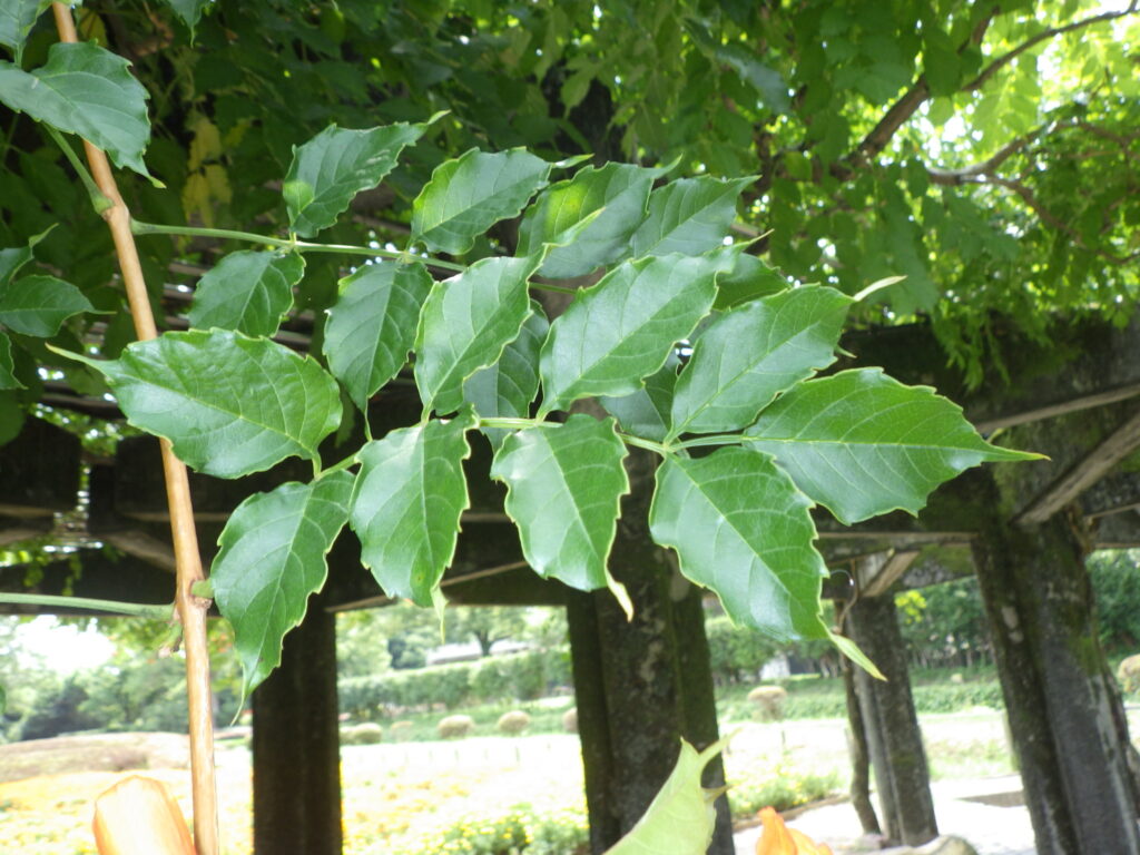 Upper surface of the leaves of American trumpet vine