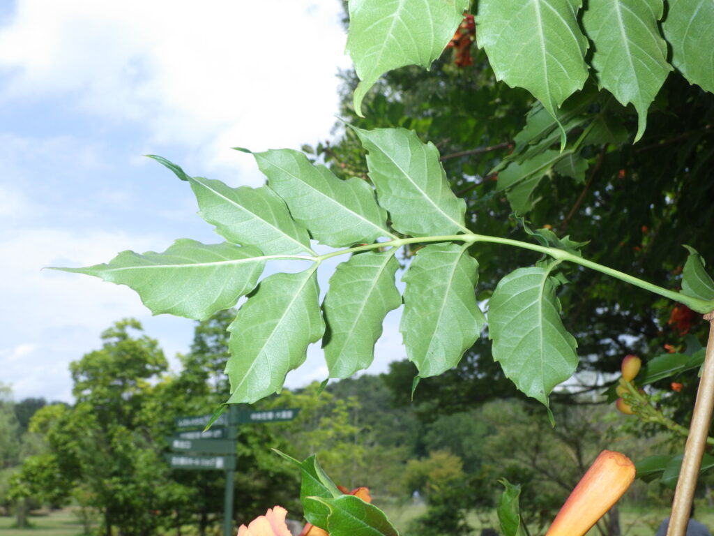 Underside of a trumpet vine leaf: It's hard to see, but the main vein is white.