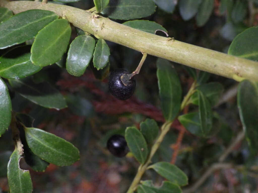 Japanese holly fruit