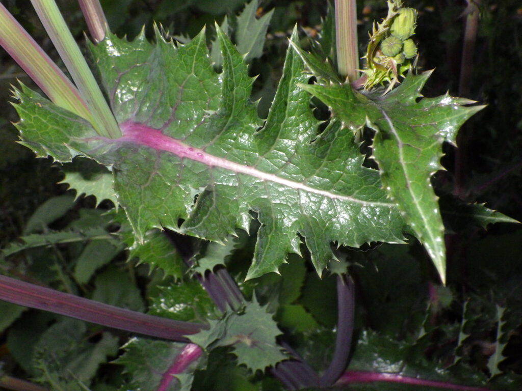 オニノゲシの葉上面