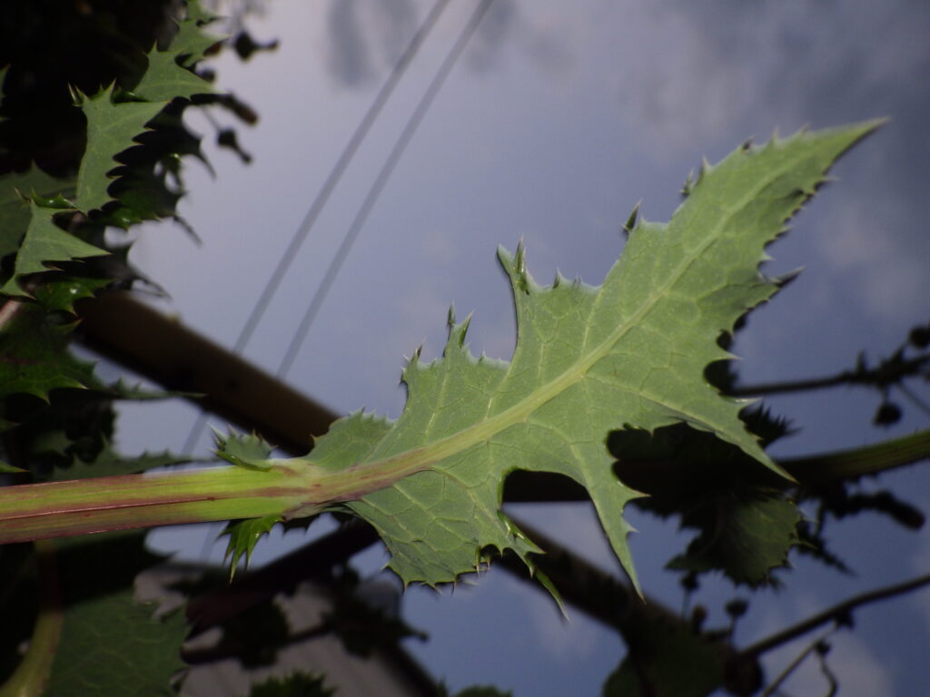 オニノゲシの葉下面