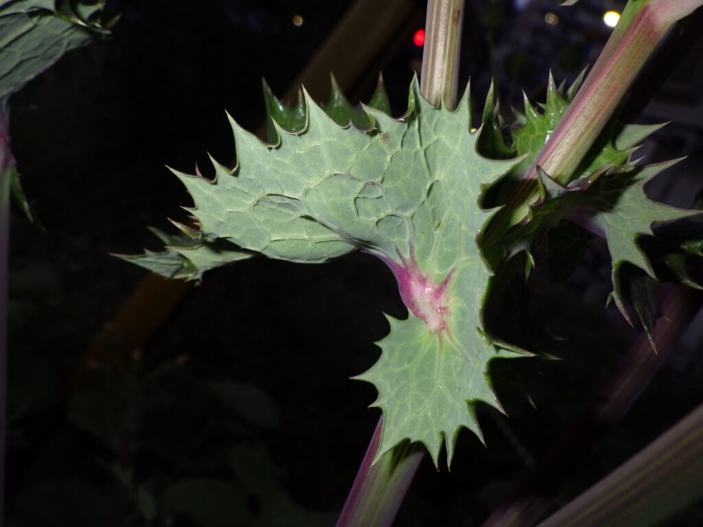 オニノゲシの基部の葉