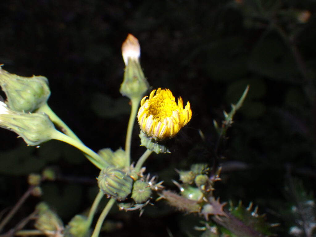 オニノゲシの頭花（咲きかけ）