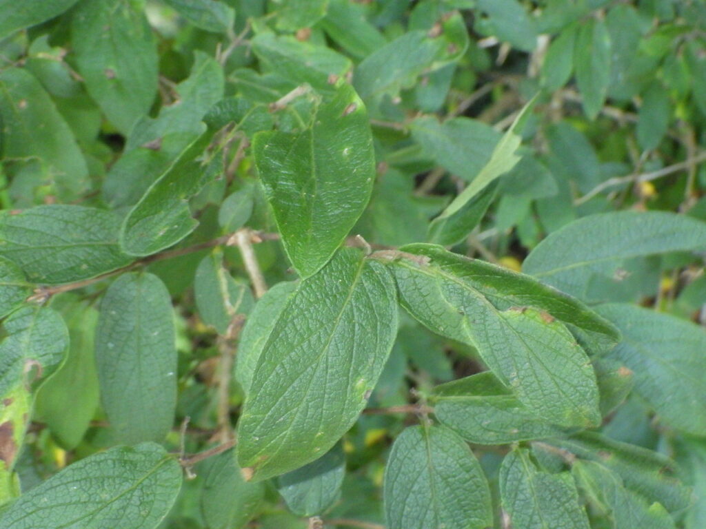 キンギンボクの葉