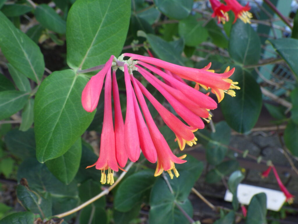 ツキヌキニンドウの花