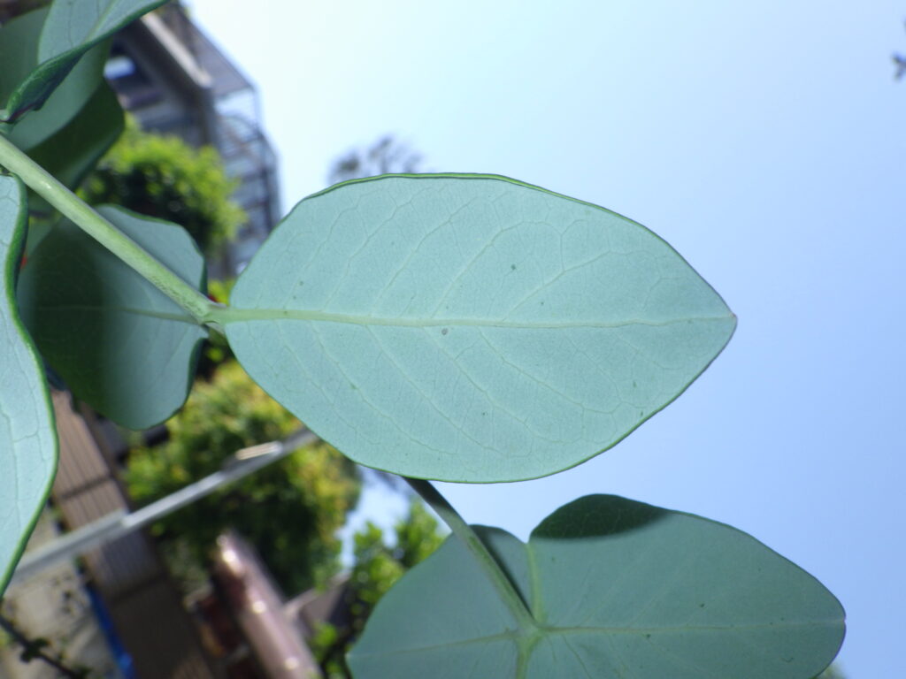 ツキヌキニンドウの葉下面