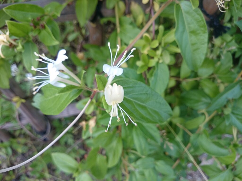 スイカズラの花1