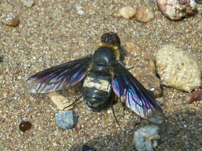 マエグロツリアブの雌成虫
