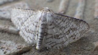 15.1410 スギタニマドガ 成虫