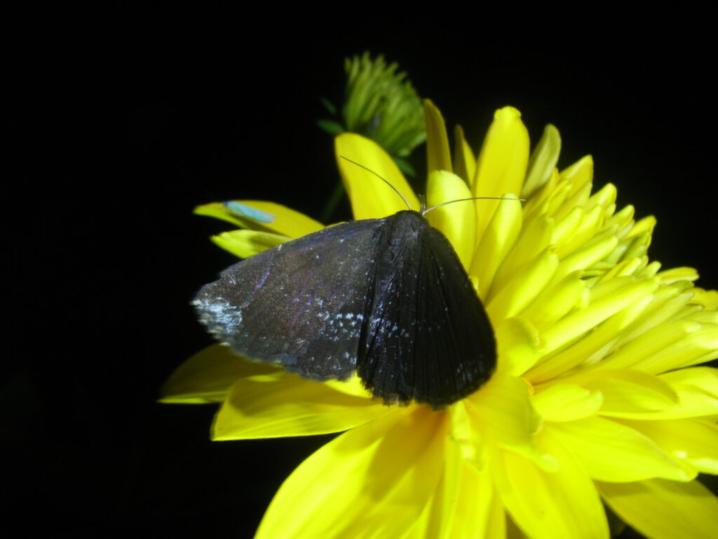 京都府産ニセフジロアツバがハナガサギクに訪花