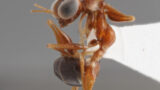 Gonatopus Asiaticus Adult