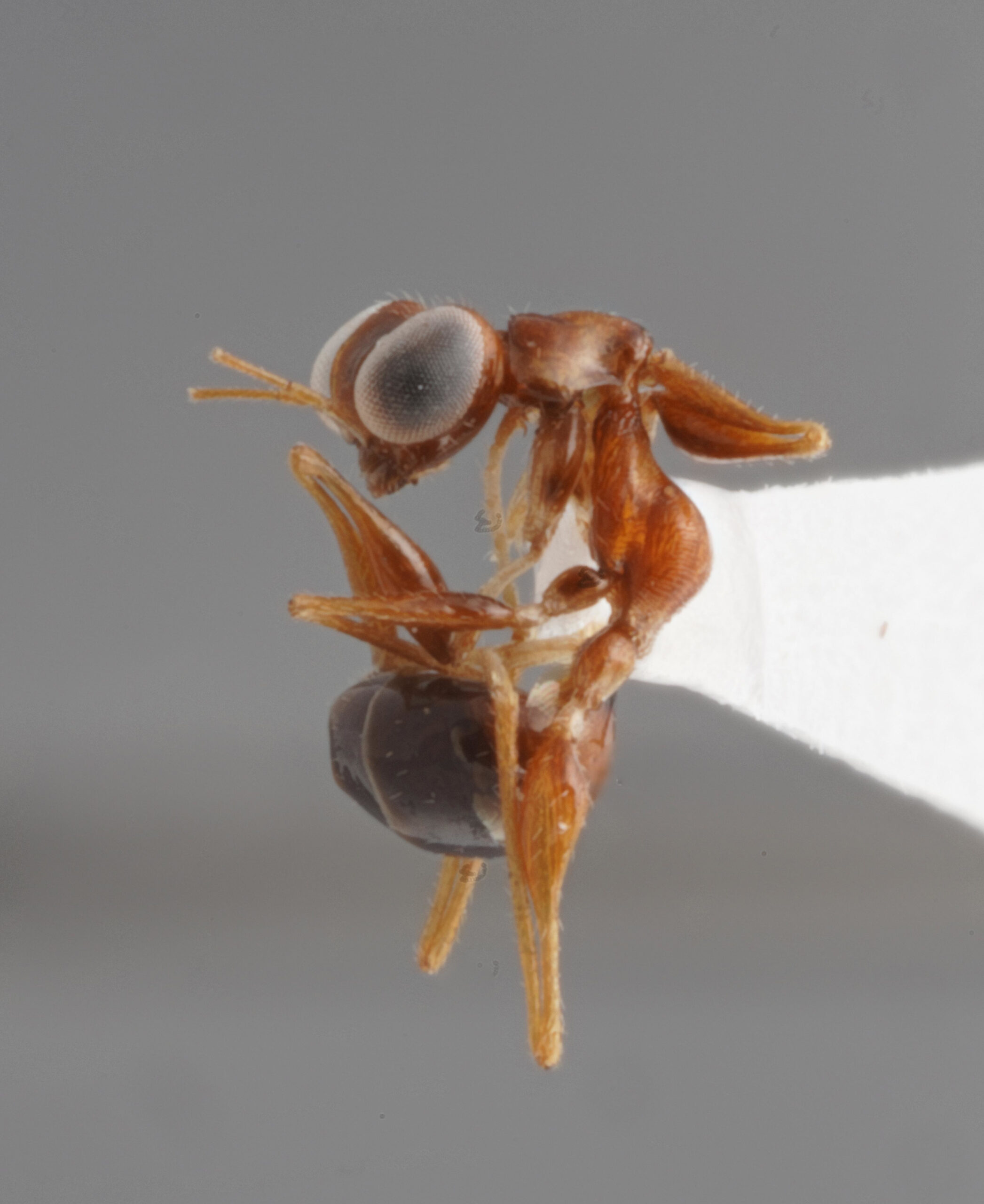 Gonatopus Asiaticus Adult