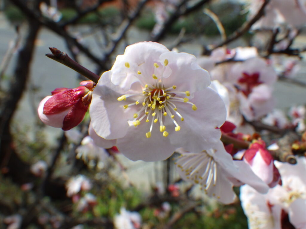アンズの花