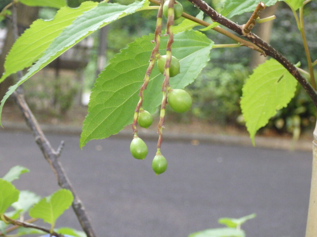 キブシの未熟果
