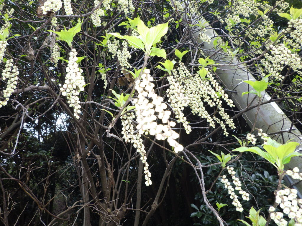 エノシマキブシの花序