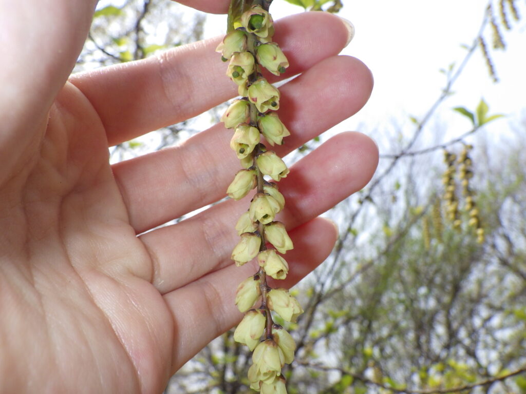 エノシマキブシの花