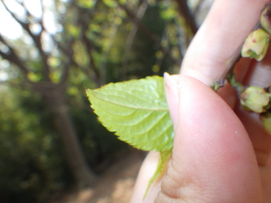 エノシマキブシの若葉下面