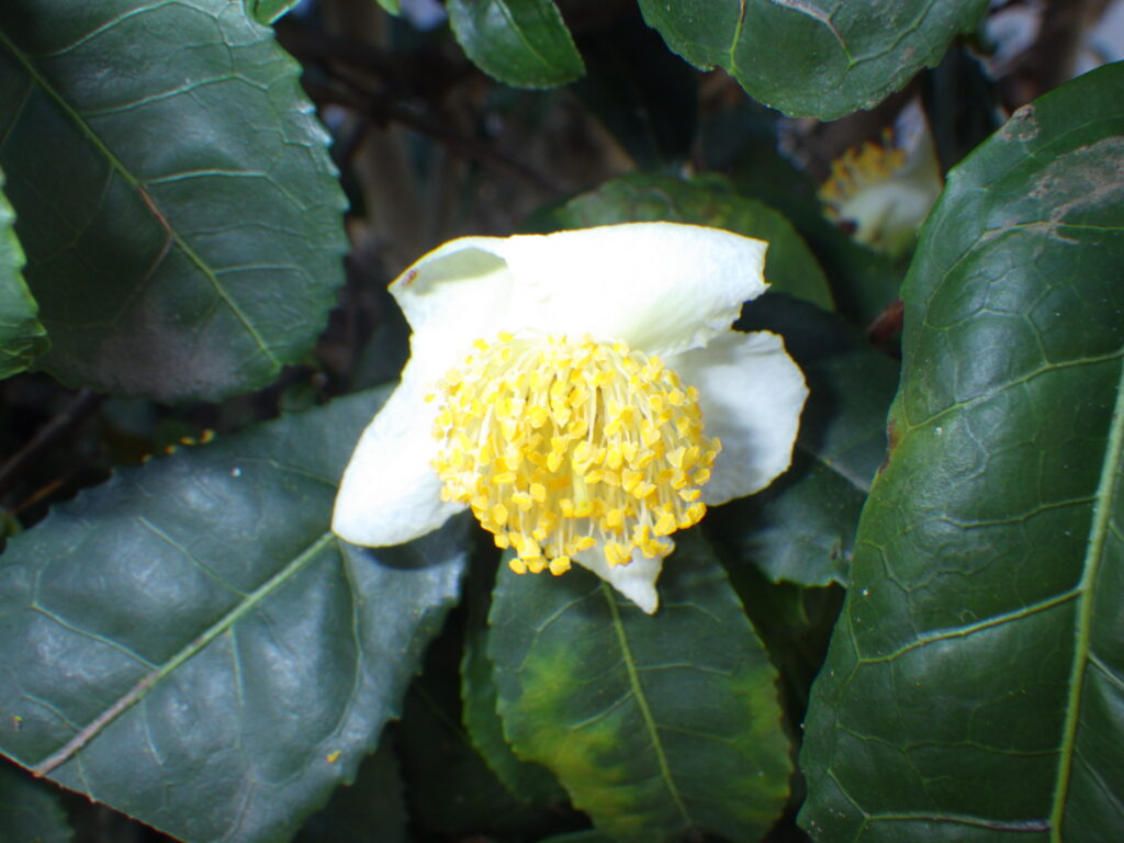 Tea flower