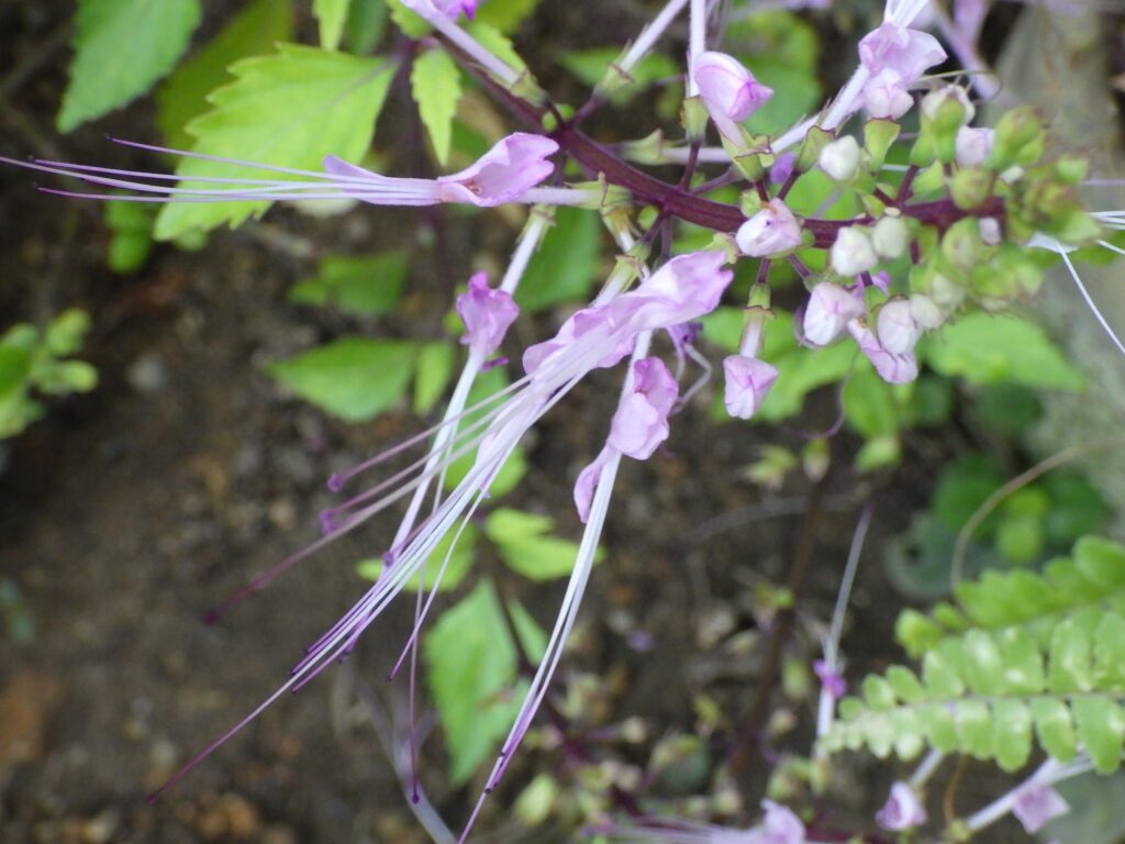 Cat's Whiskers Flower