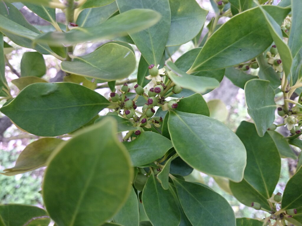 モチノキの未熟果