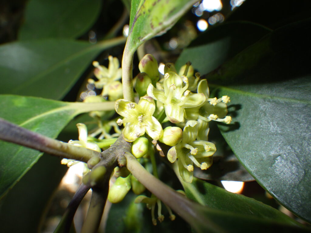 モチノキの雄花：4枚の緑色の花弁