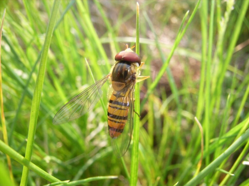 Adult male hoverfly (reference photo)
