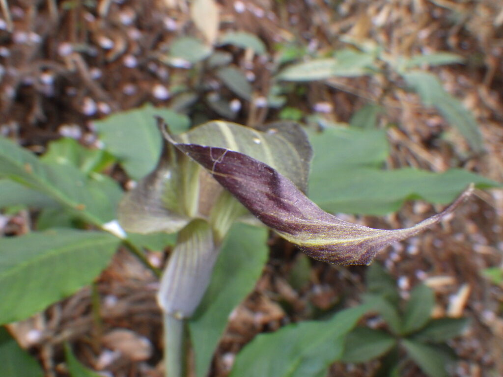 Appendage of the inflorescence of Arisaema ringens