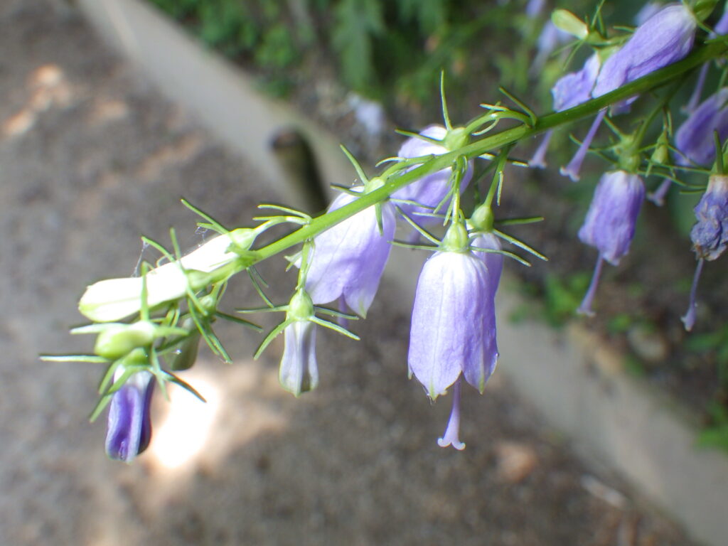 Adenophora triphylla flowers: The calyx is slender.