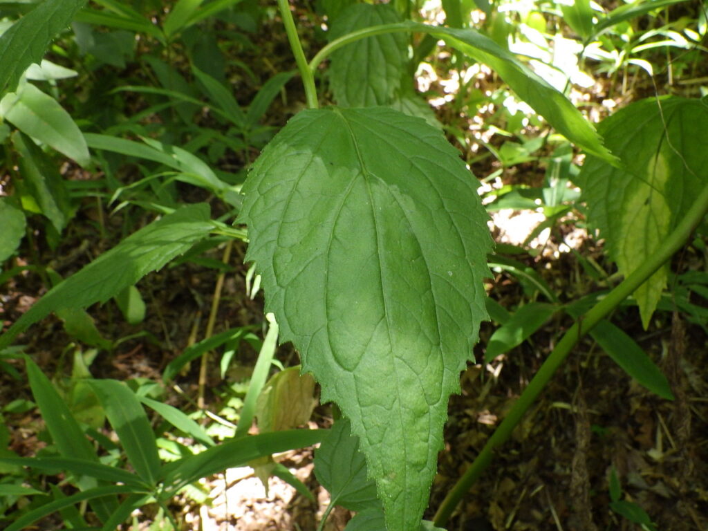 Campanula leaves