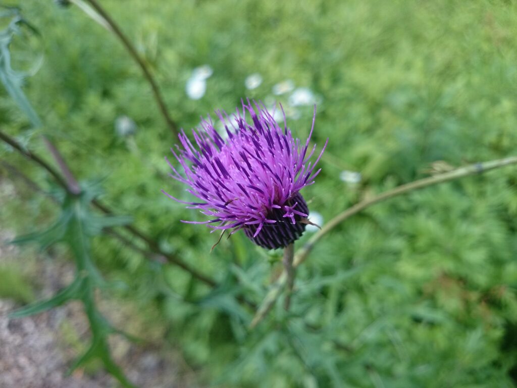ノアザミの頭花