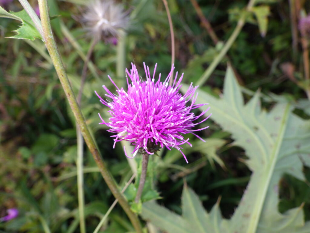 ノハラアザミの頭花