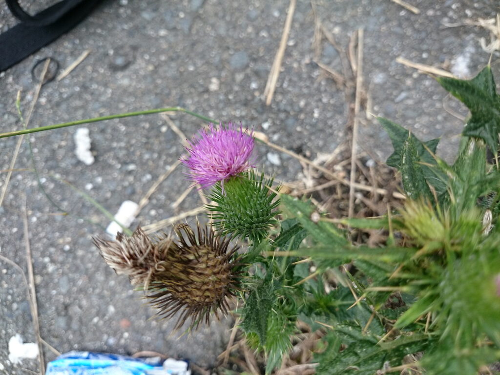 アメリカオニアザミの頭花