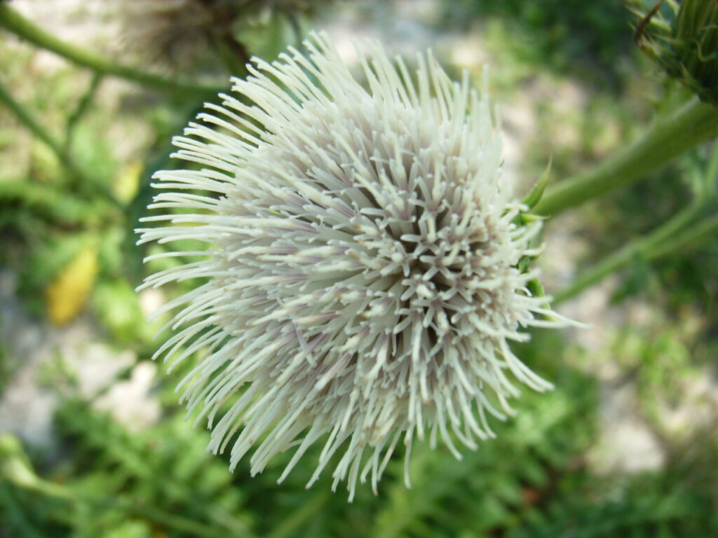 シマアザミの頭花