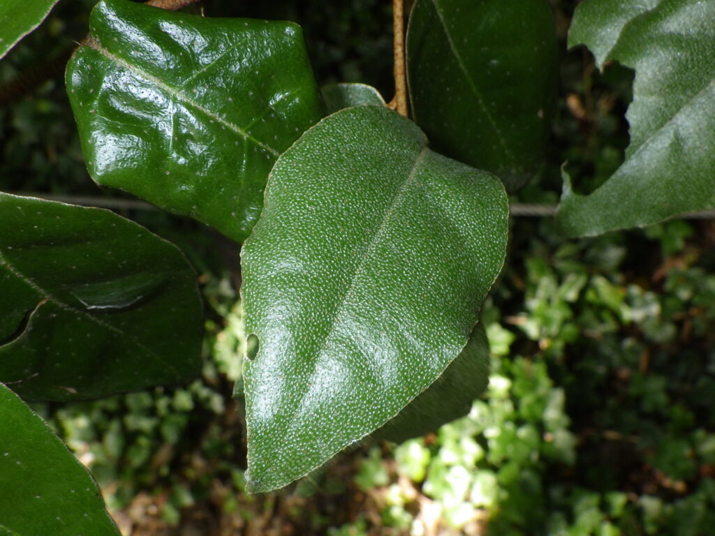 Upper surface of a summer berry leaf