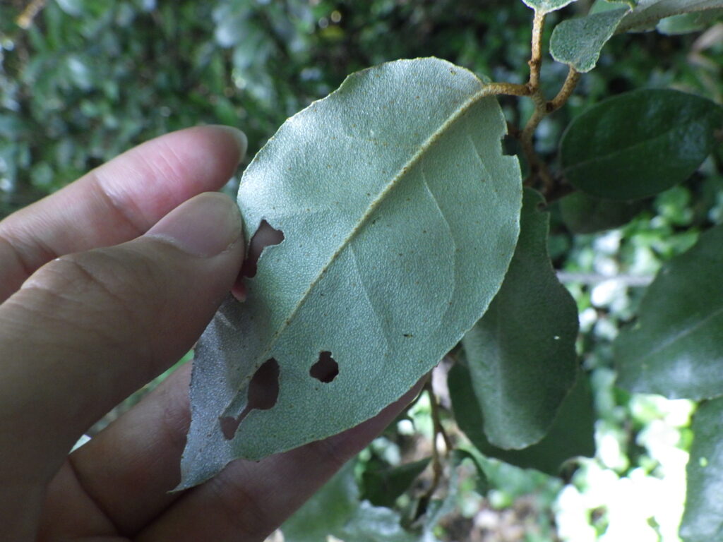 Underside of a summer berry leaf