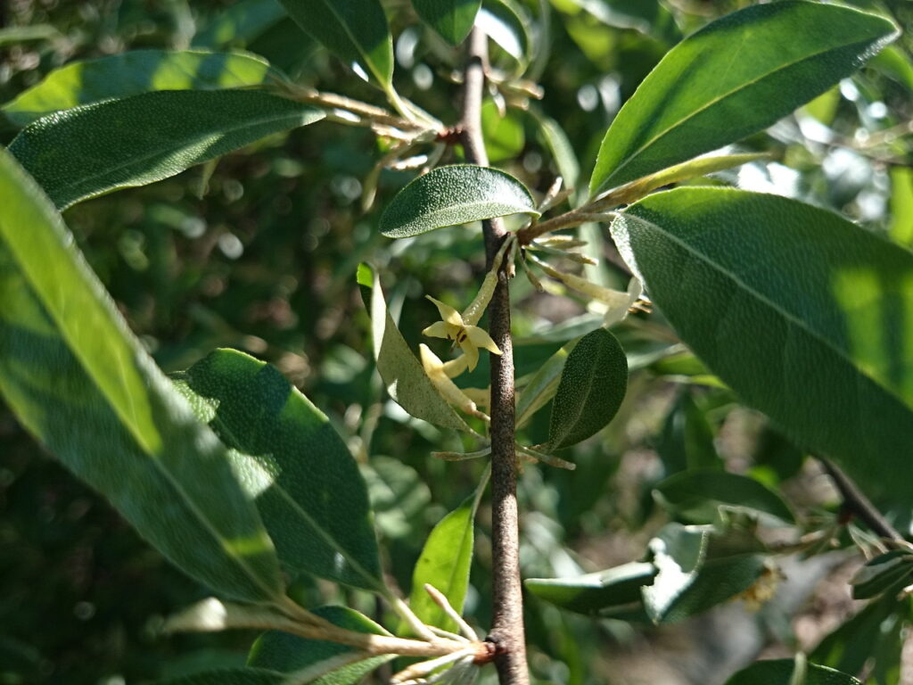 Autumn Elaeagnus flowers