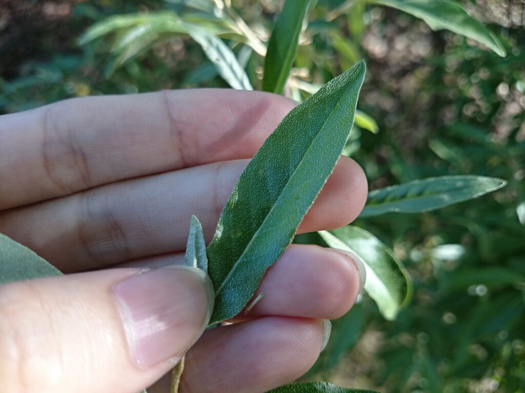 Upper surface of autumn olive leaves