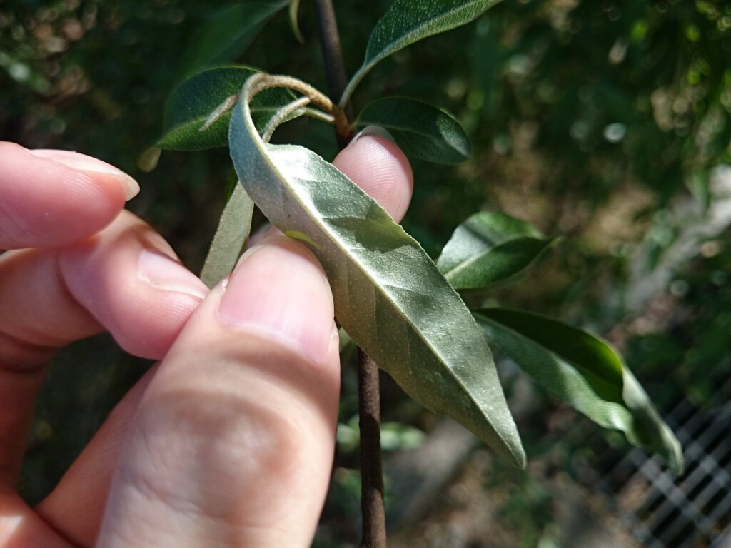 Underside of autumn olive leaves